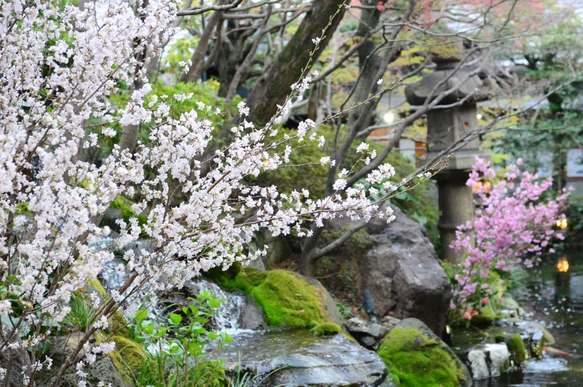 春の訪れを祝う 桜まつり | つきじ治作【公式】料亭