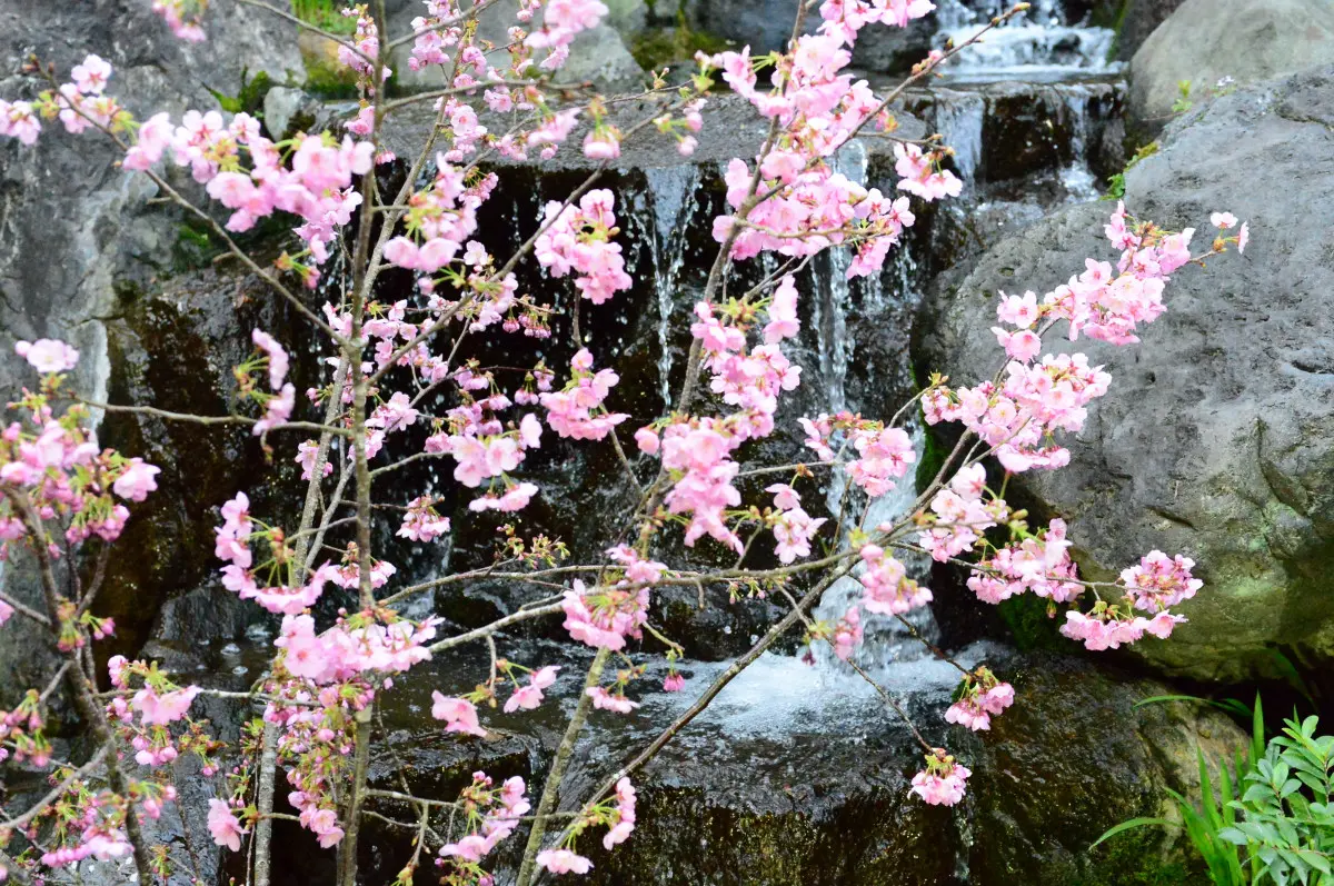 春の訪れを祝う 桜まつり | つきじ治作【公式】料亭