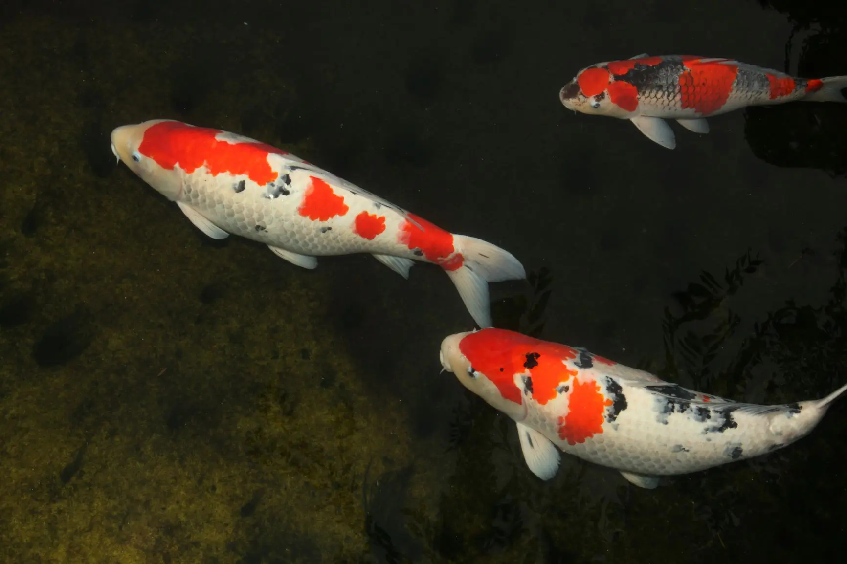 治作の鯉 | つきじ治作【公式】料亭 | 東京銀座の奥座敷 築地の老舗
