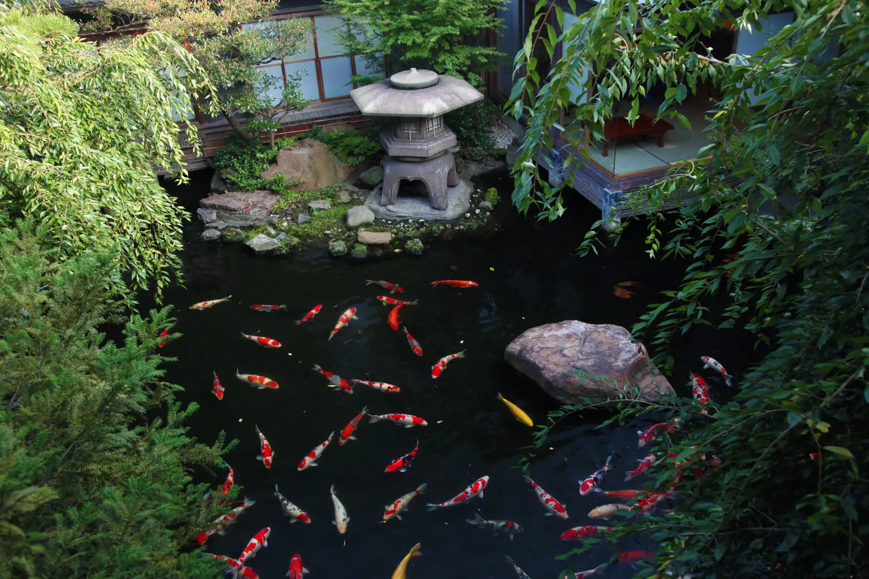 治作の鯉 | つきじ治作【公式】料亭 | 東京銀座の奥座敷 築地の老舗