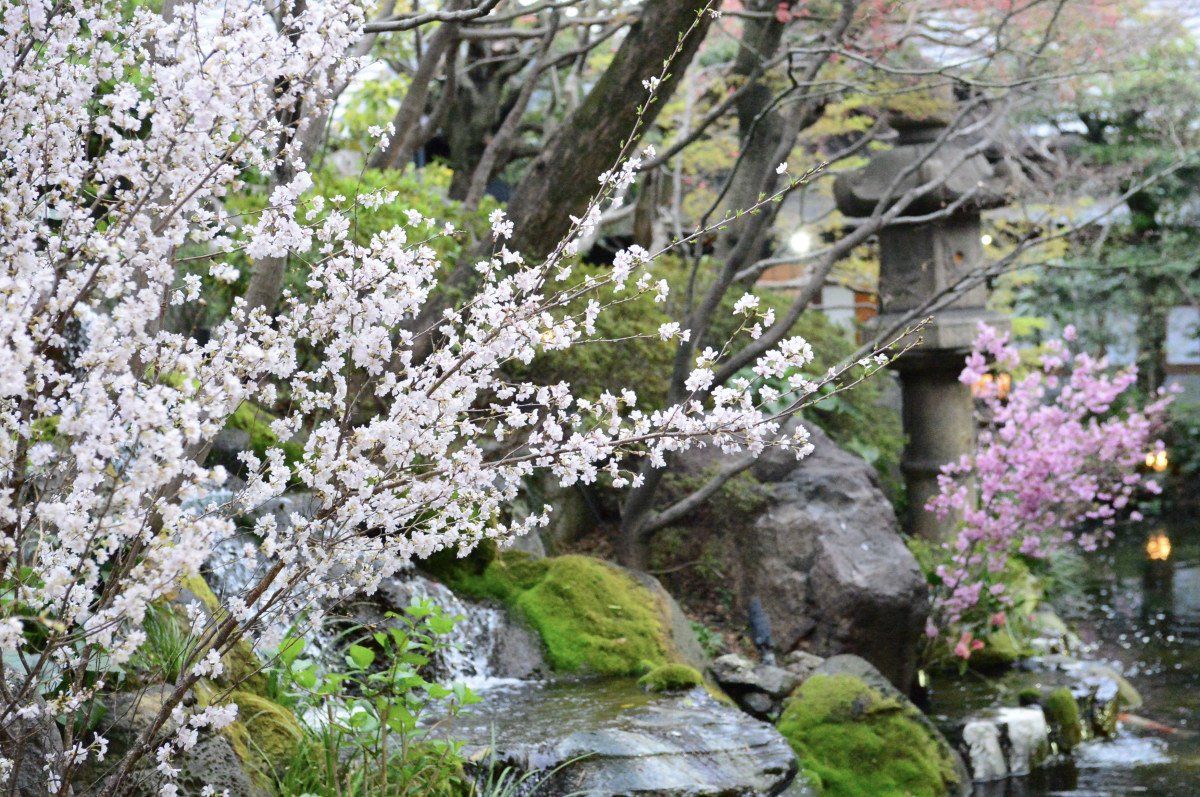 春の桜と石灯籠